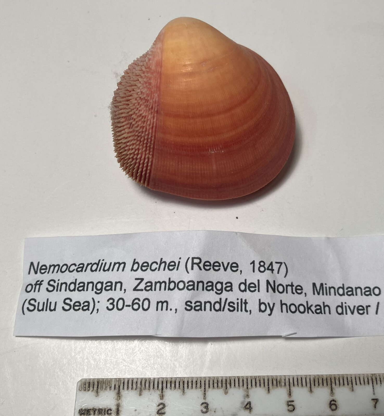 Bechei's Cockle. Nemocardium bechei. Great shape. Philippines
