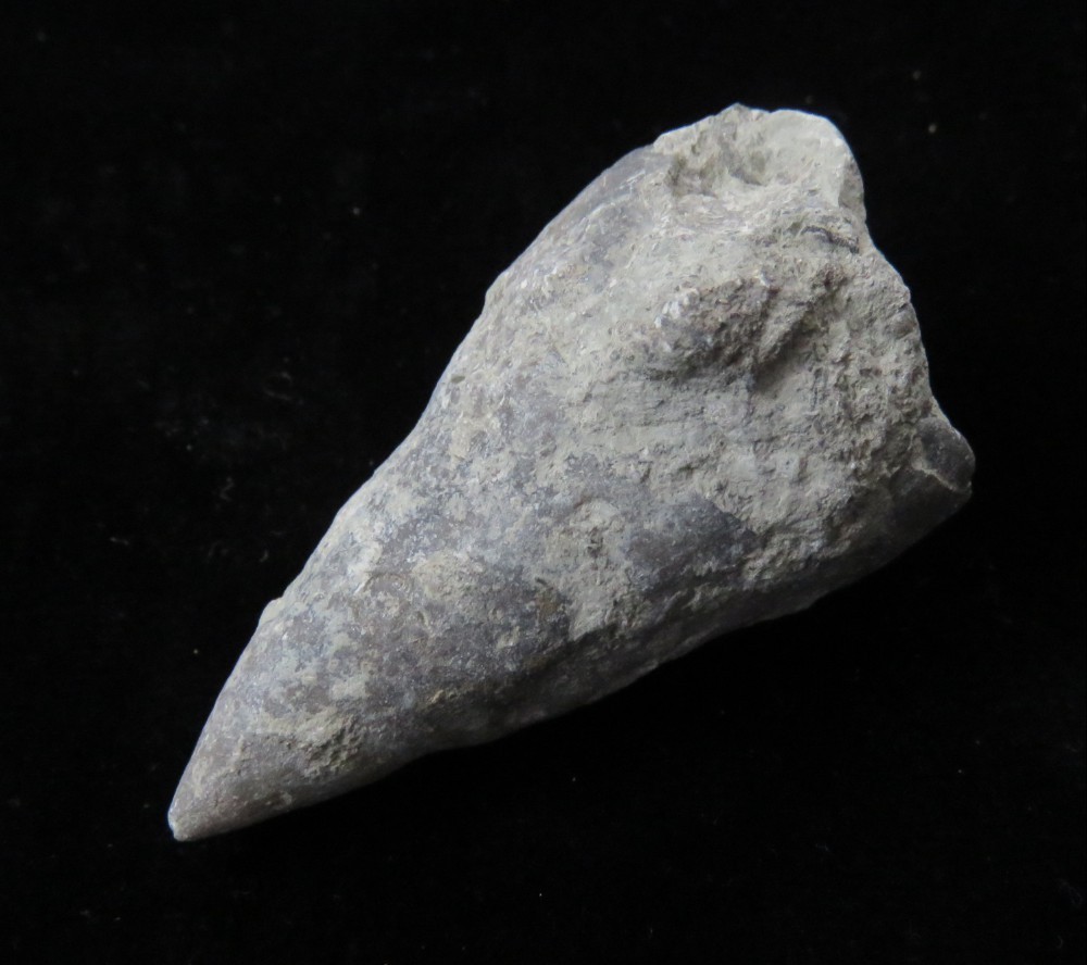 Horn Coral- 2 1/2"- Grewinkia canadensis- Ordovician- Cincinnati, Ohio