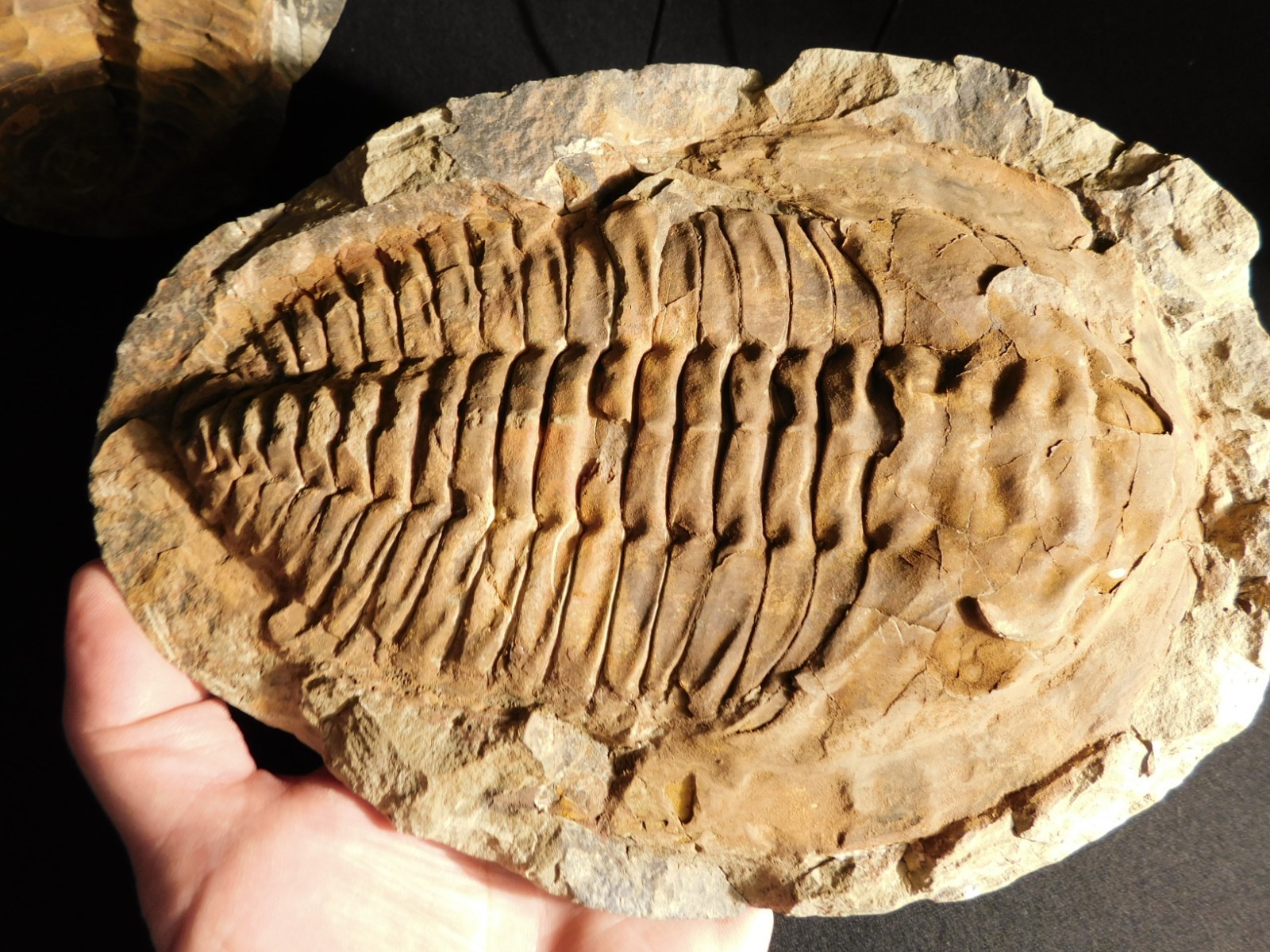 HUGE! 530 Million Year OLD! Andalusiana Trilobite Fossil Anif Morocco 3242gr