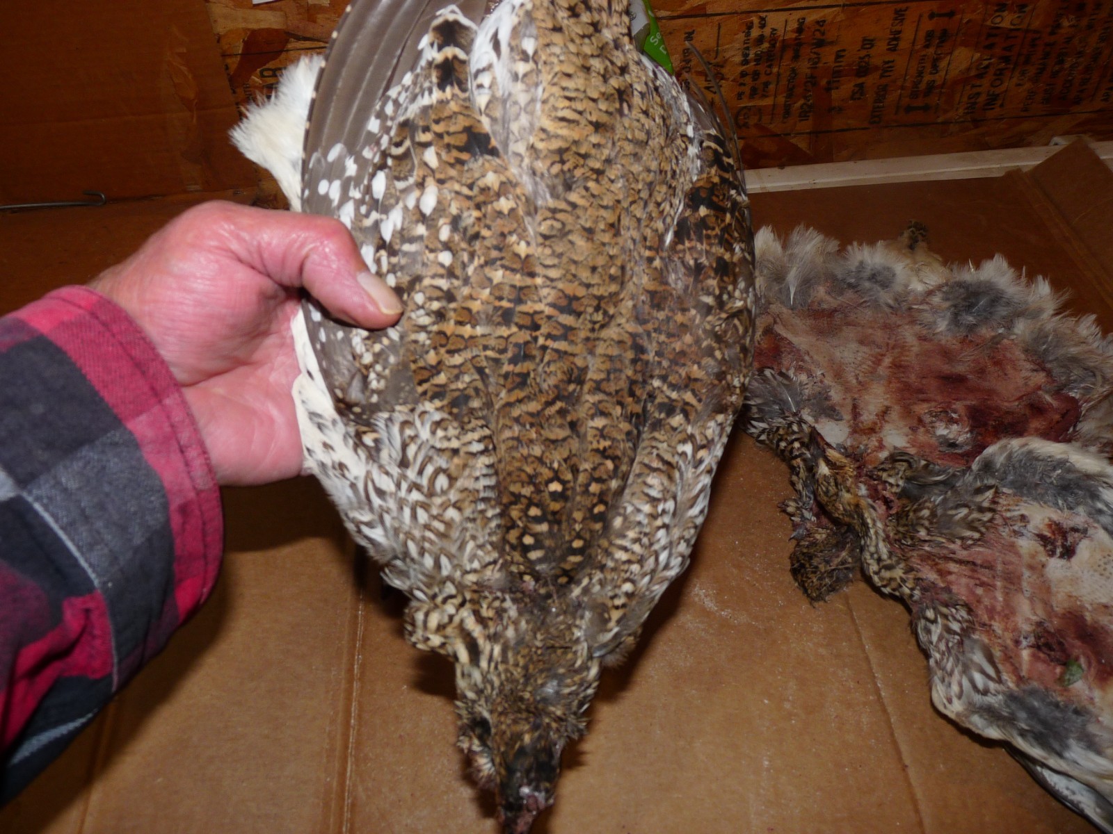 1 Beautiful no 1 SHARPE TAIL GROUSE SKIN craft dog training ART FLY TYING SHARP