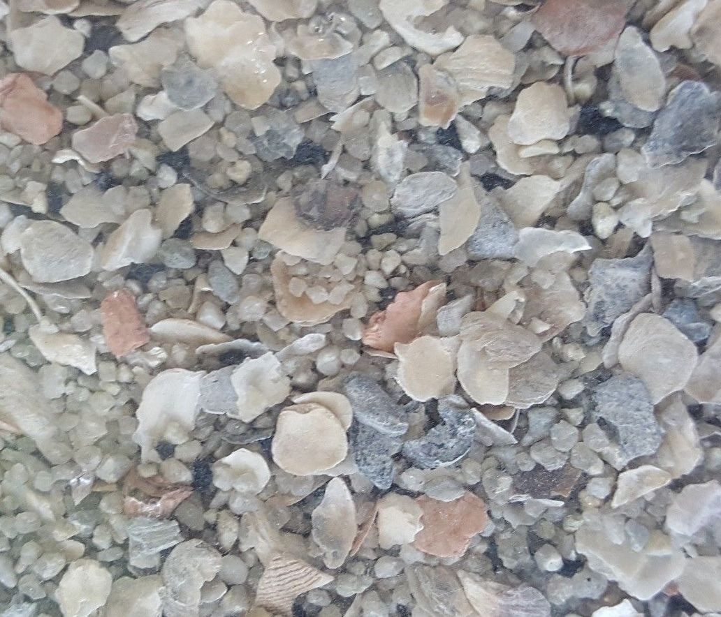 Canary Song Food Treat For Canaries FRESH!!! From Bulk Choose Size!!!