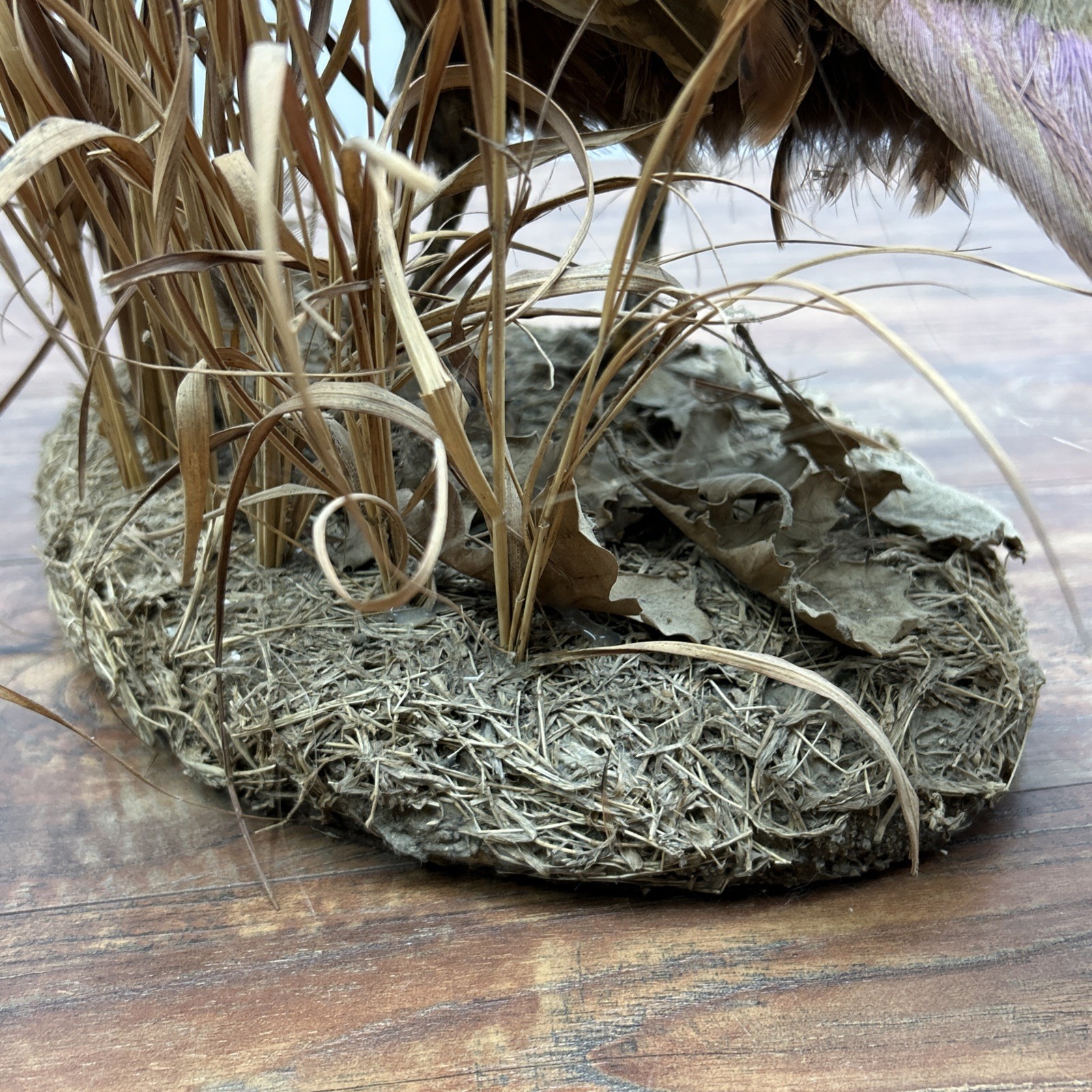 Ringneck Rooster Pheasant Taxidermy Standing Mount Habitat Base Foliage