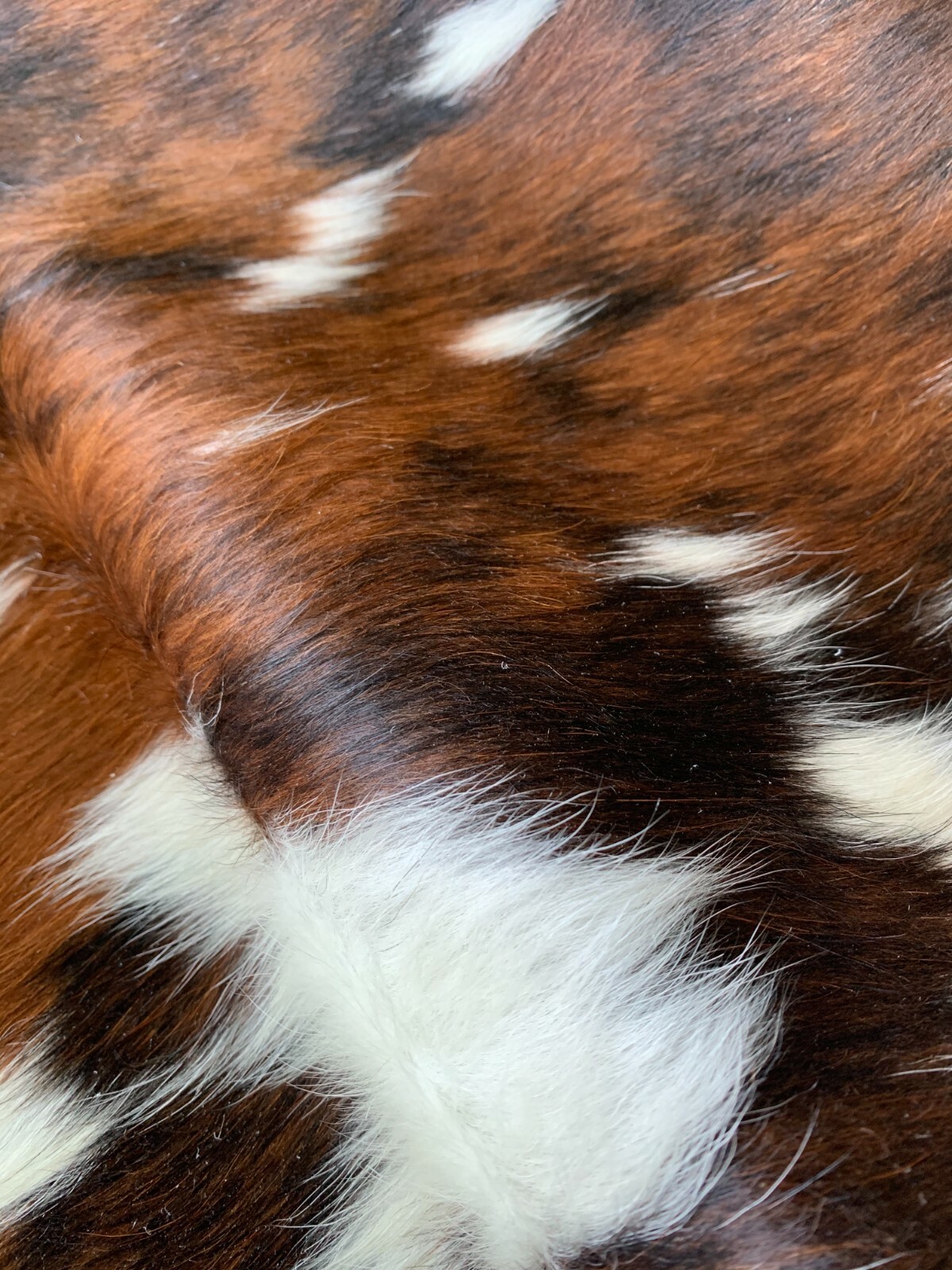 Tricolor Cow Hide Real Skin Leather Rug - Average Size 6X6 feet New Cowhide Rug