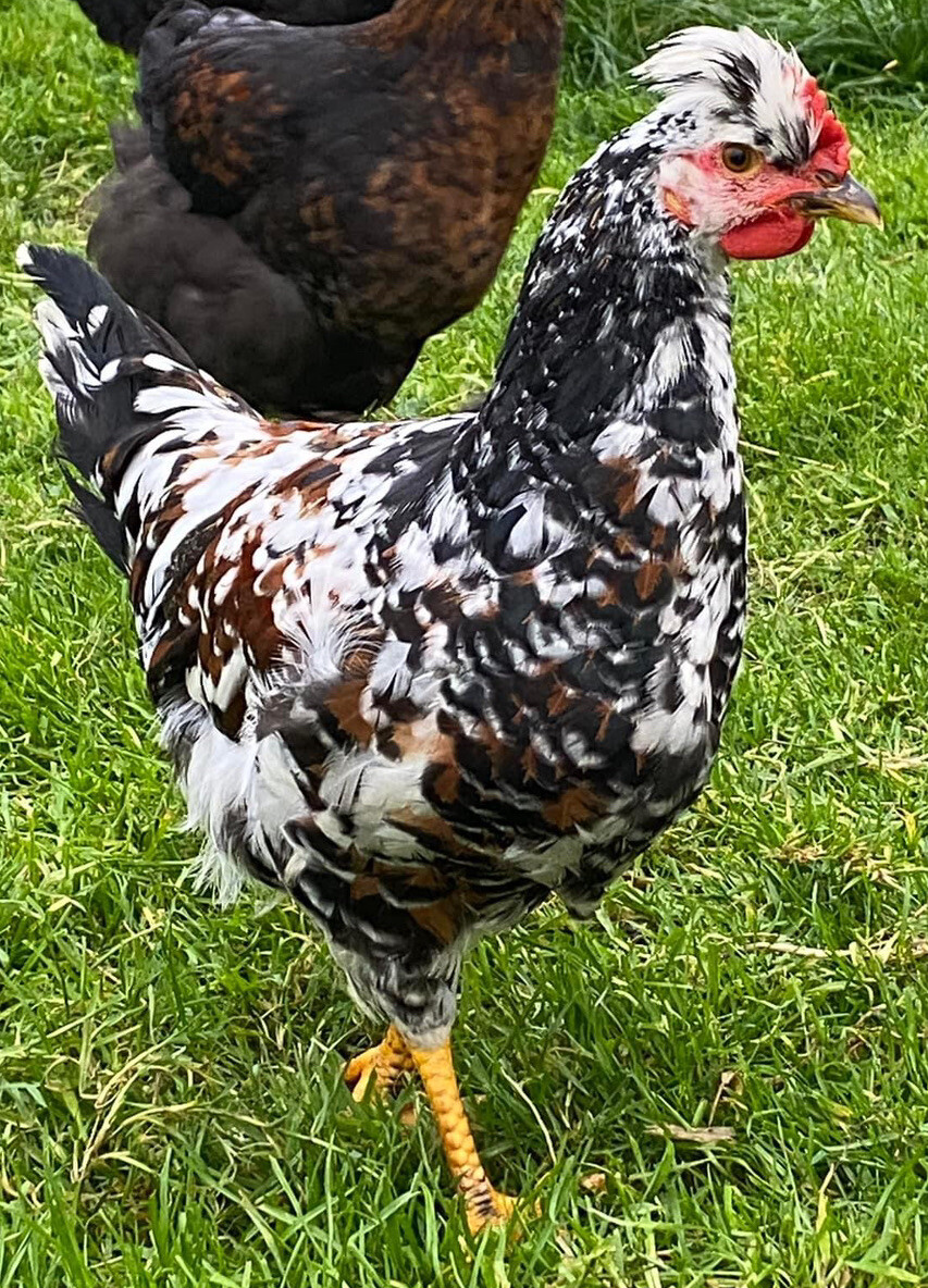 12+ Rare Breed Chicken Hatching Eggs Orpington, Wyandotte, Sweddish Flower