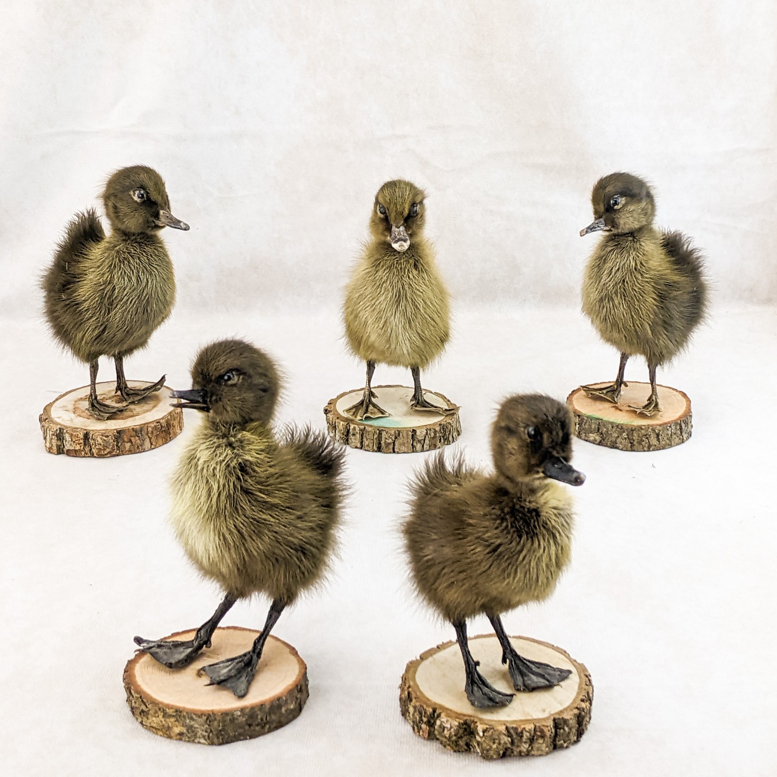 Domestic Duck (NATURAL DEATH) on wood standing Baby Duck taxidermy oddities