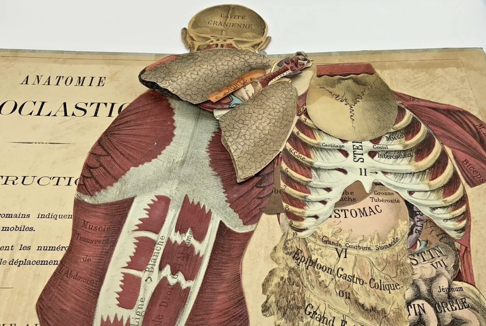 French Medical Human Anatomy Diagram Pop-up Book c 1875, G.J. Witkoski, Rare