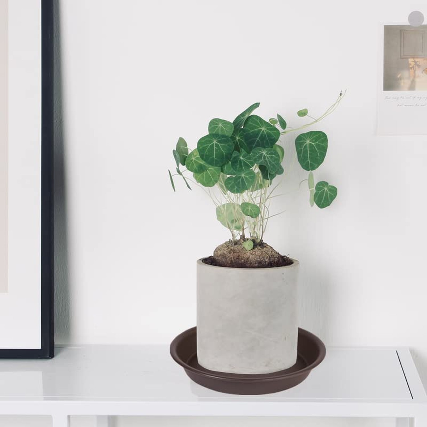 6 Pack Plant Saucer Tray 6“, 4 6 8 10 12 14 16 18 inch Saucers, Heavy Duty