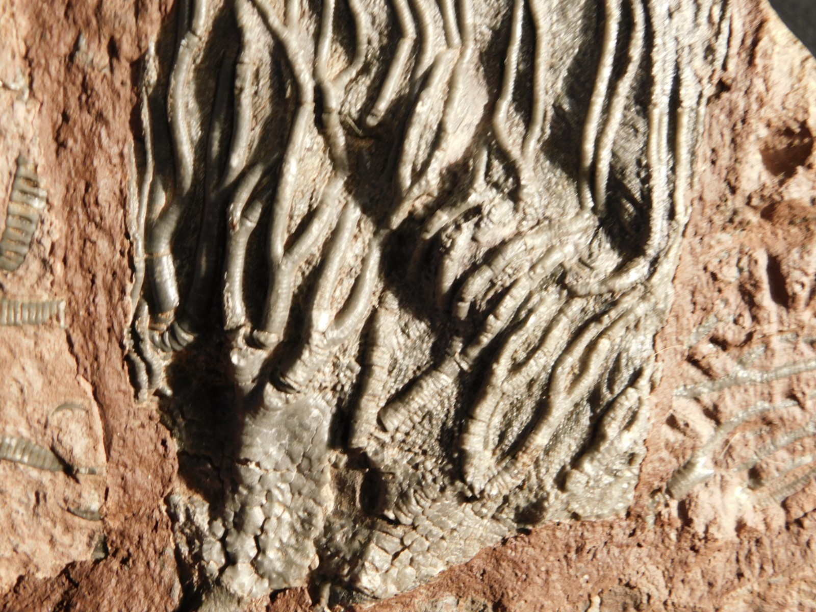 LARGER! 430 Million Year Old! CRINOID Fossil or Sea LILY Fossil Morocco 1133gr