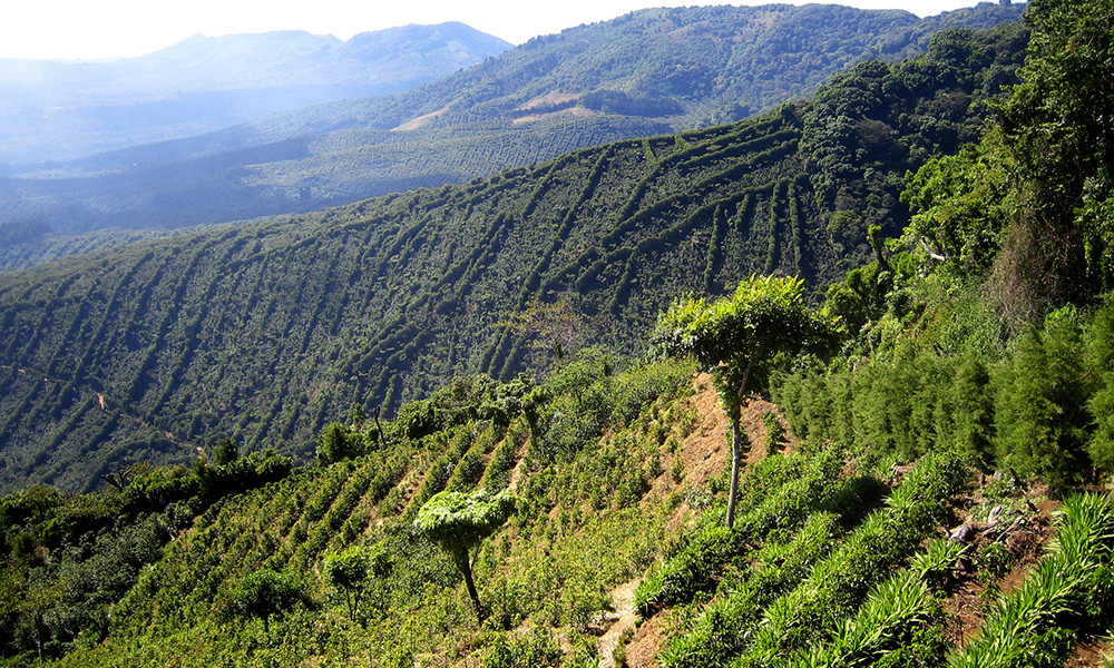 ETHIOPIAN YIRGACHEFFE COFFEE BEANS MEDIUM ROASTED 5 POUNDS