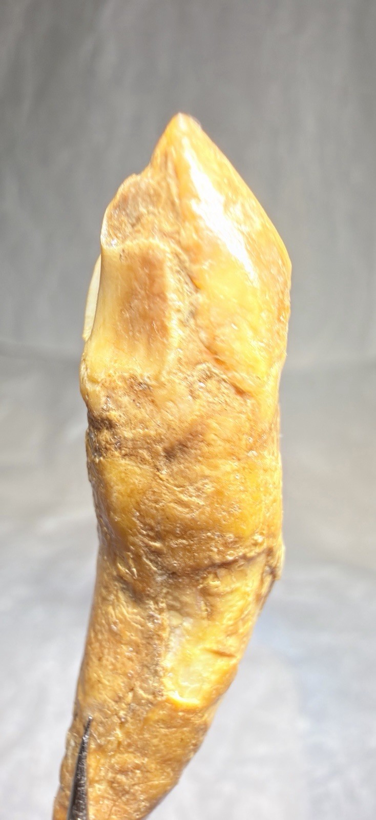 Ursus Spelaeus Fantastic 2” Romanian Cave Bear Canine Tooth Fossil, Talisman✨🔥