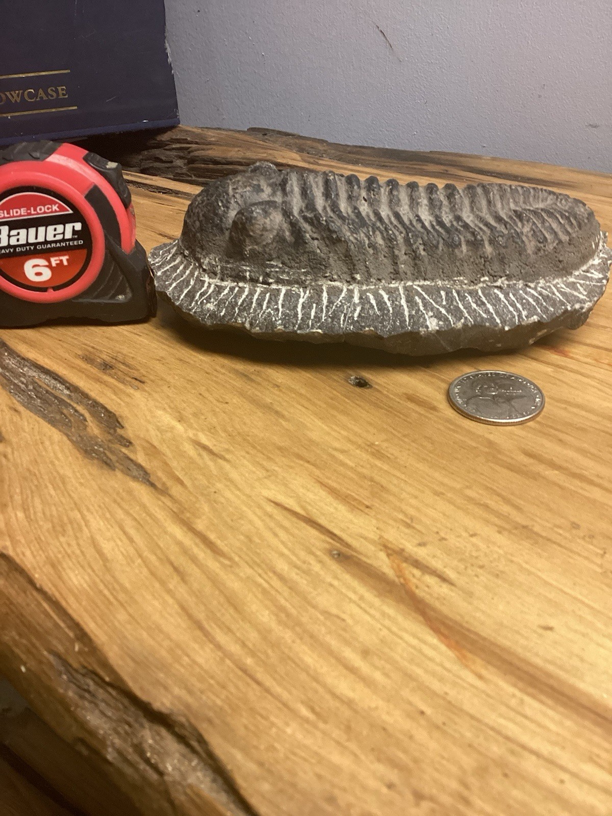 Fossil Trilobite Very Large Fossilized Specimen Free Shipping