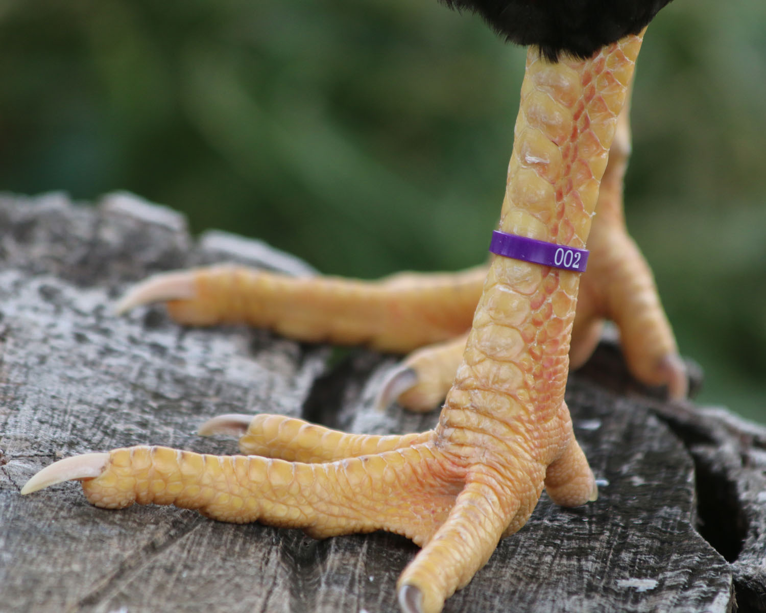 50 ZBand Numbered Poultry Leg Bands 5 Fluorescent Colors Per Pk 1 SZ Fits All