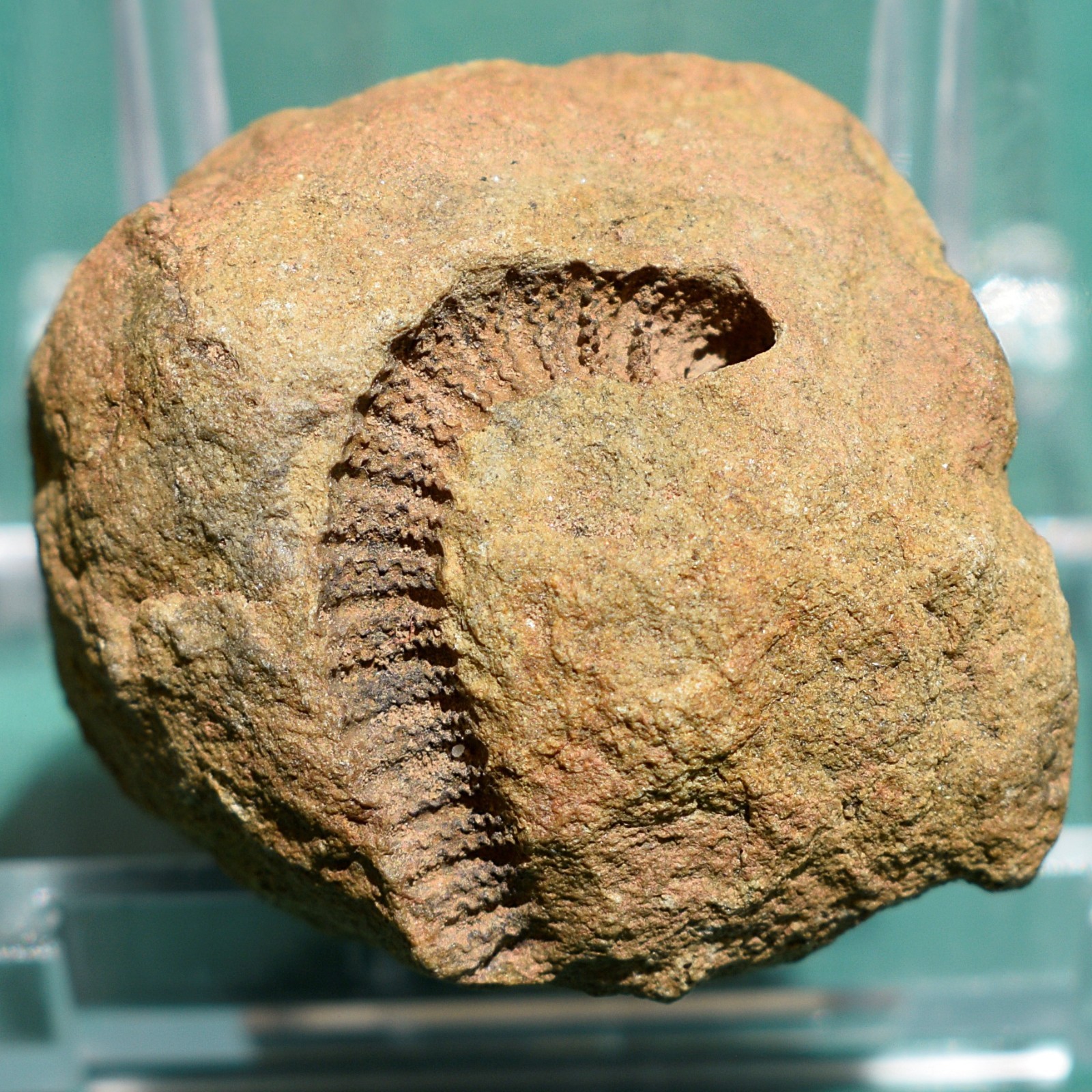 Crinoid, Myelodactylus sp.: Bolivia devonian crinoid fossil