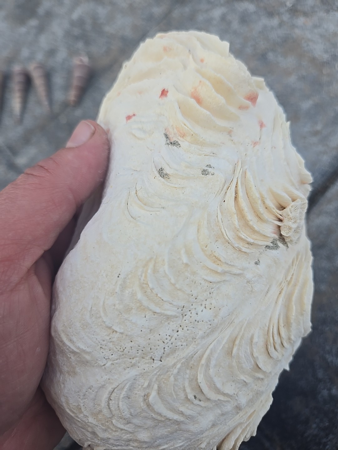 Derasa Tridacna Clam Seashell Half White w Barnacle Growth 1 HALF approx 6.75"