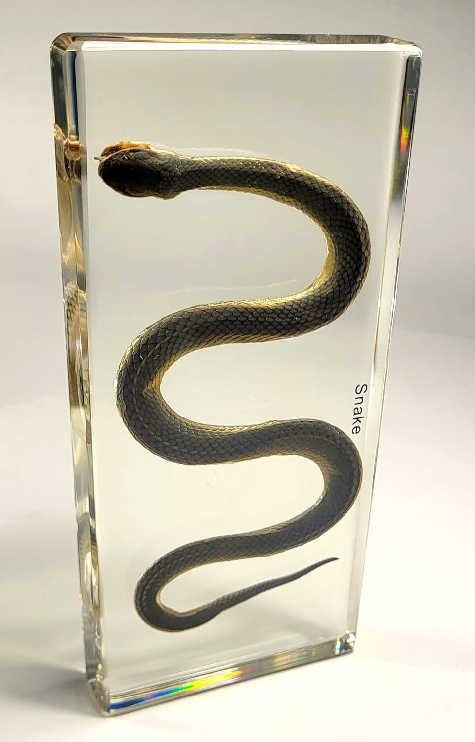 Chinese Water Snake Encased in Crystal Clear Lucite Resin 6.3" Paperweight Block