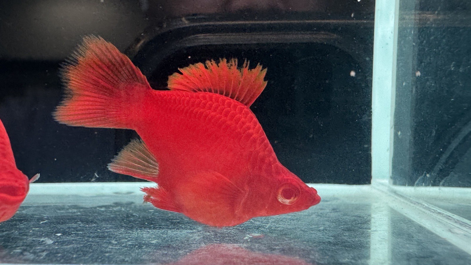 2 Pairs Albino Swordtail Short Body – Vibrant Aquarium Fish – Overnight Ship