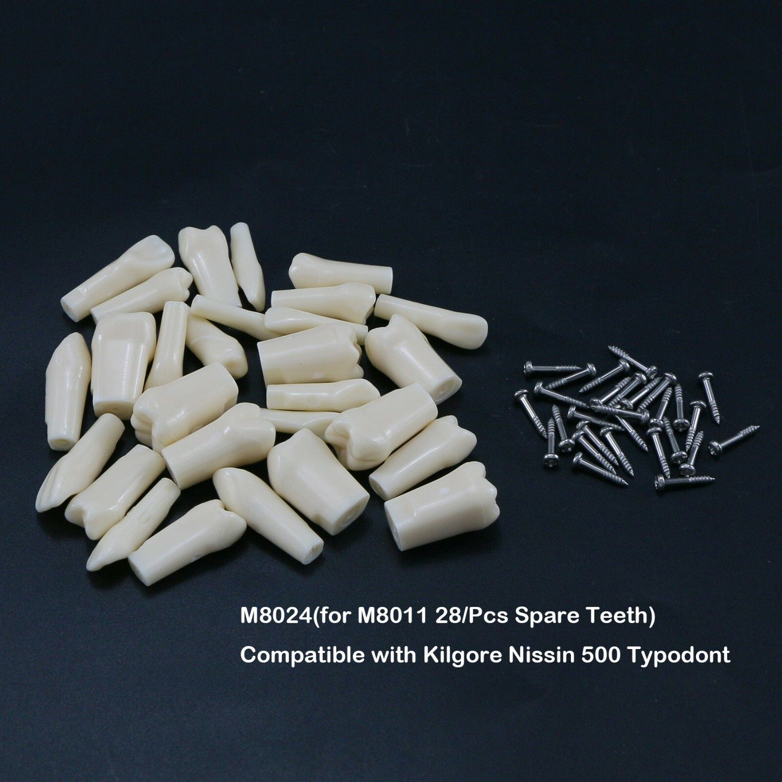 Dental Typodont Replacement Screw-in Teeth Model fit Kilgore NISSIN 200/500 Type