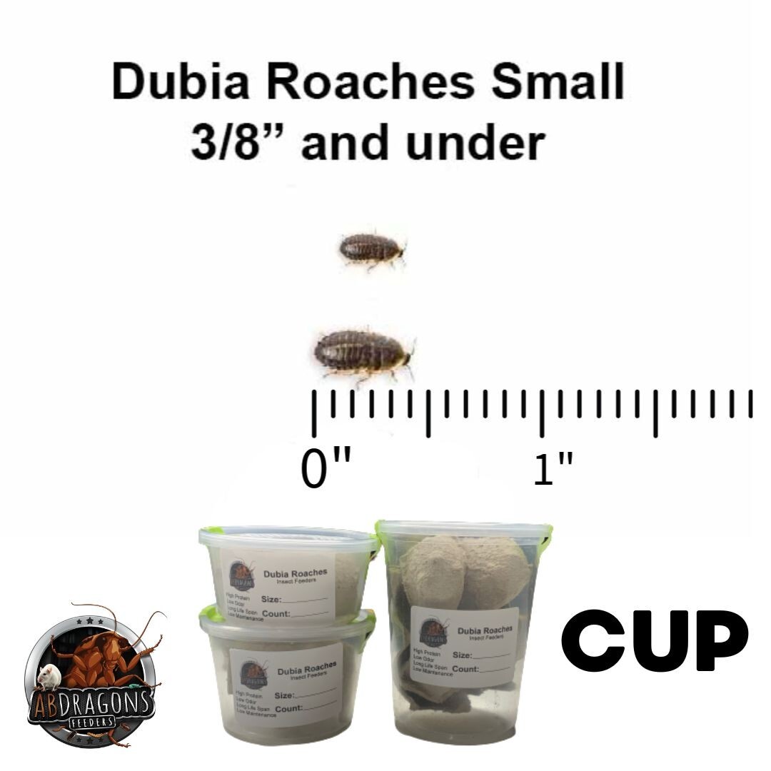 Live Dubia Roaches Small 3/8" & Under Qty50-500 |Reptile Feeders |Live Guarantee