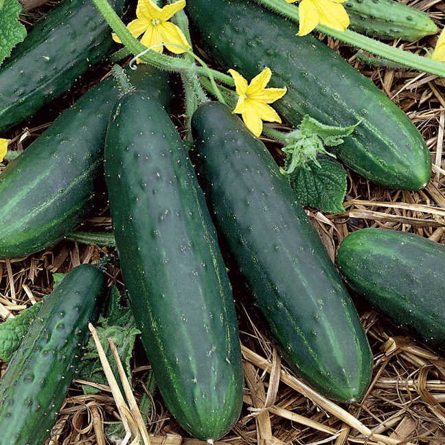 Spacemaster 80 Cucumber Seeds | Heirloom / Non-GMO | Free Shipping | 1063