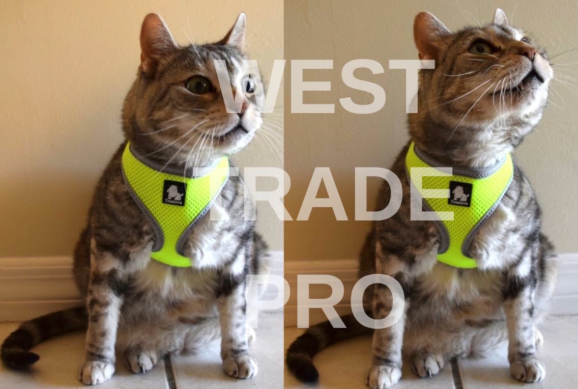 Truelove PURR Cat Harness, Safe, Adjustable Cat Vest Lightweight, Escape Proof