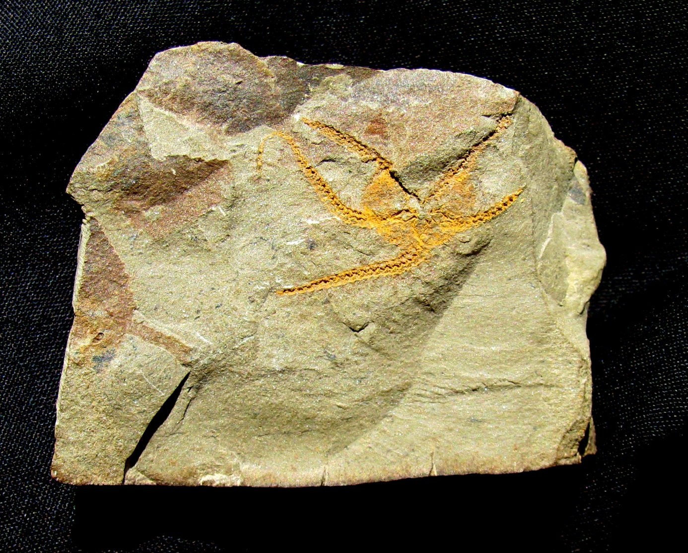 KILLER 5-ARMED TAENIASTER BRITTLESTAR FOSSIL FROM SWATARA GAP - FABULOUS DETAIL!