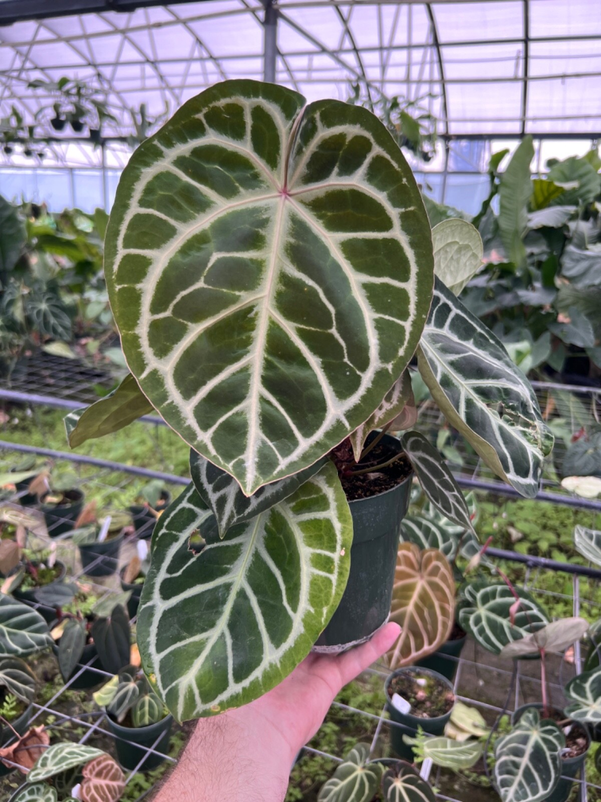 Dalton's of New Zealand Orchiata Bark - Precision, Classic, Power & Power+