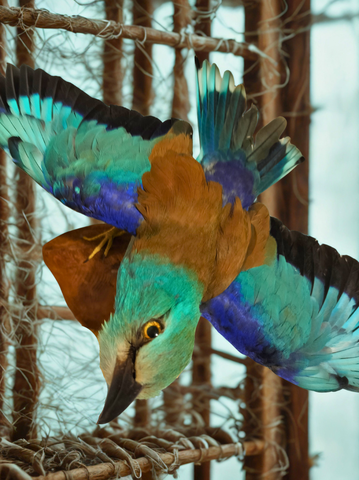 real bird taxidermy wall mount 2025