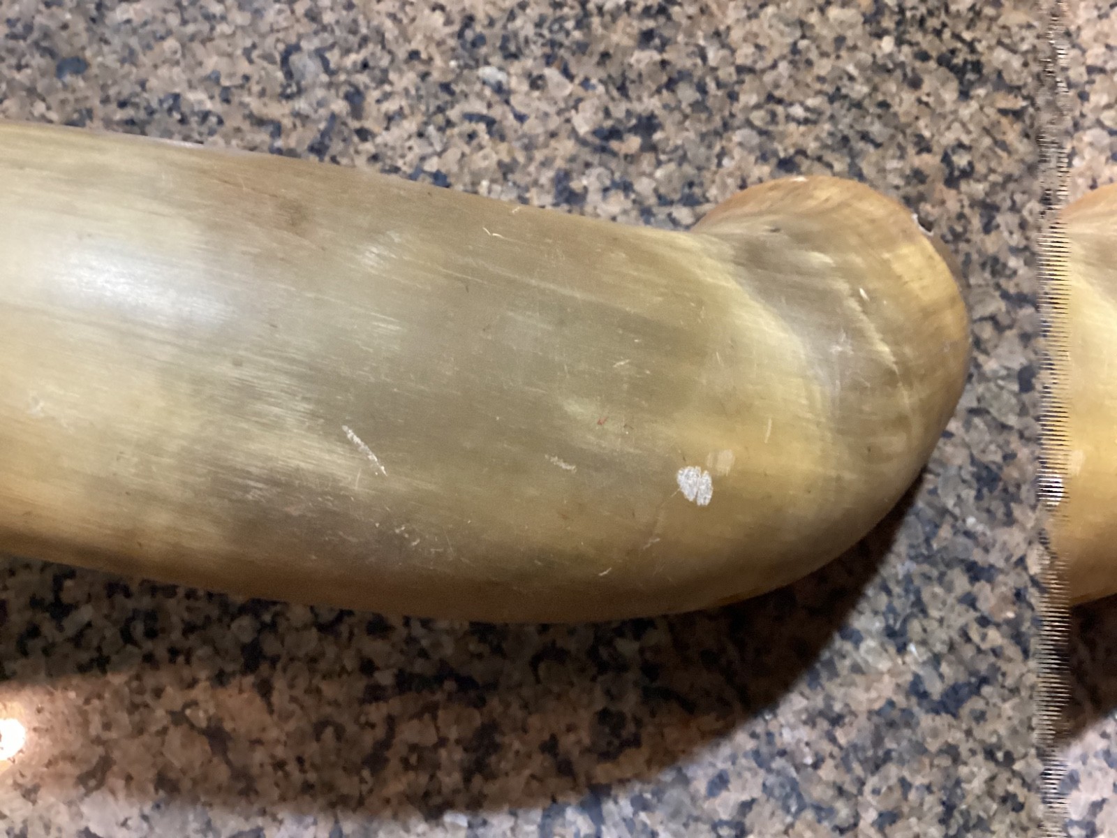 Large 18” Antique Powder Horn Engraved 1st New Jersey 1861