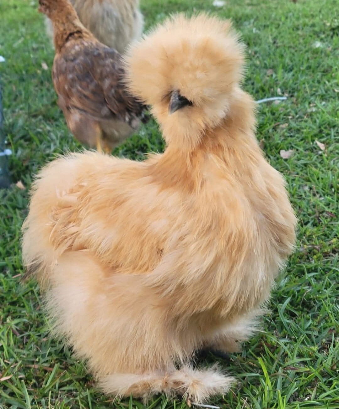 12+ Silkie, Satin, Frizzle Show Quality Hatching Eggs, NPIP Cert