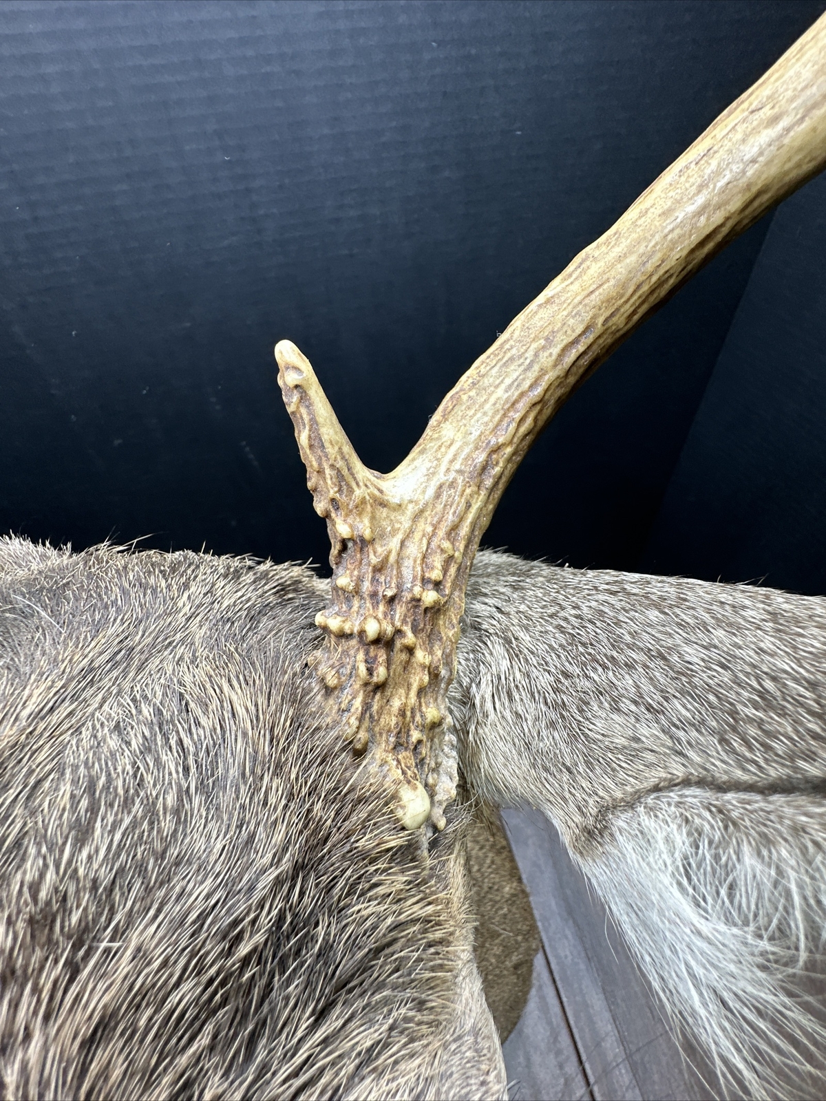 Nice 6 Point Whitetail Deer Buck Shoulder Mount Taxidermy