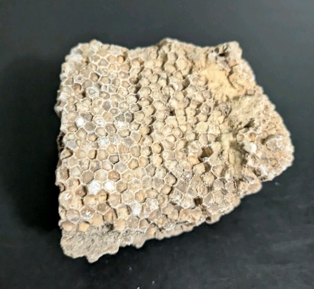 Favosites Coral Fossil 250-500 Million Years Old!! "Honeycomb Coral"