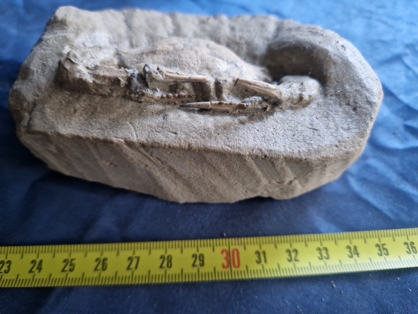 MASSIVE, LARGE, fossil CRAB from Java, Indonesia good details, great claws!