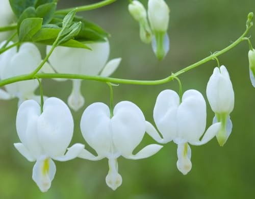 20 pcs Rare Mix Color Red Pink Purple White Bleeding Heart Seeds Shade Flower