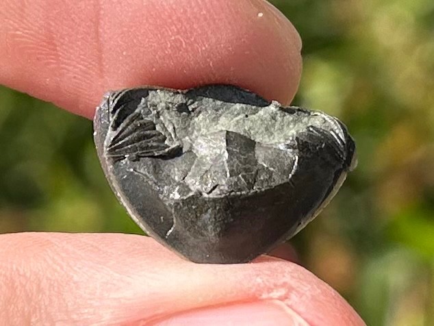 Trilobite Fossil Isotelus maximus Arnheim Formation Enrolled Ordovician Bug