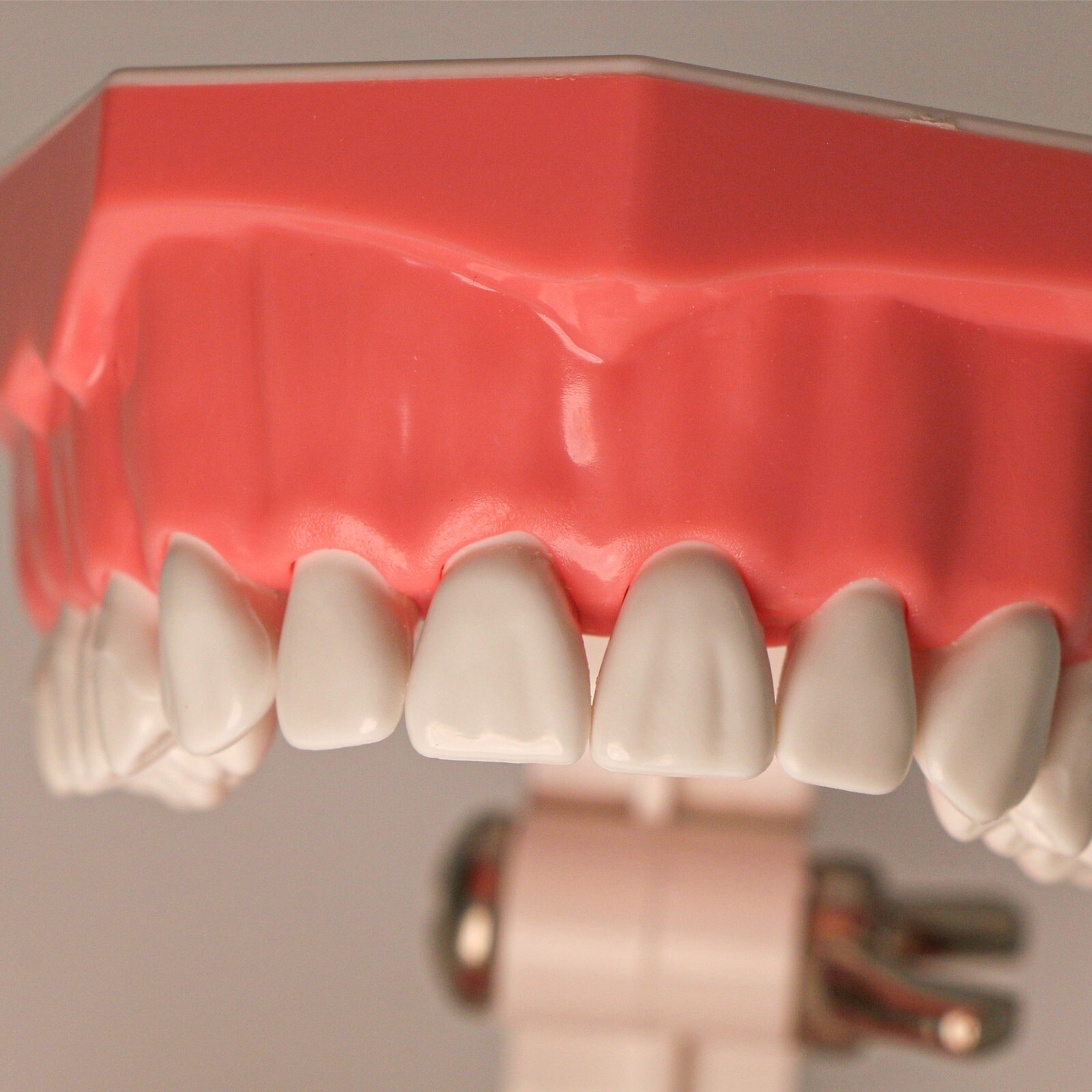 Dental Typodont Teeth Model Brushing Flossing Practice Teaching Model M7010-1