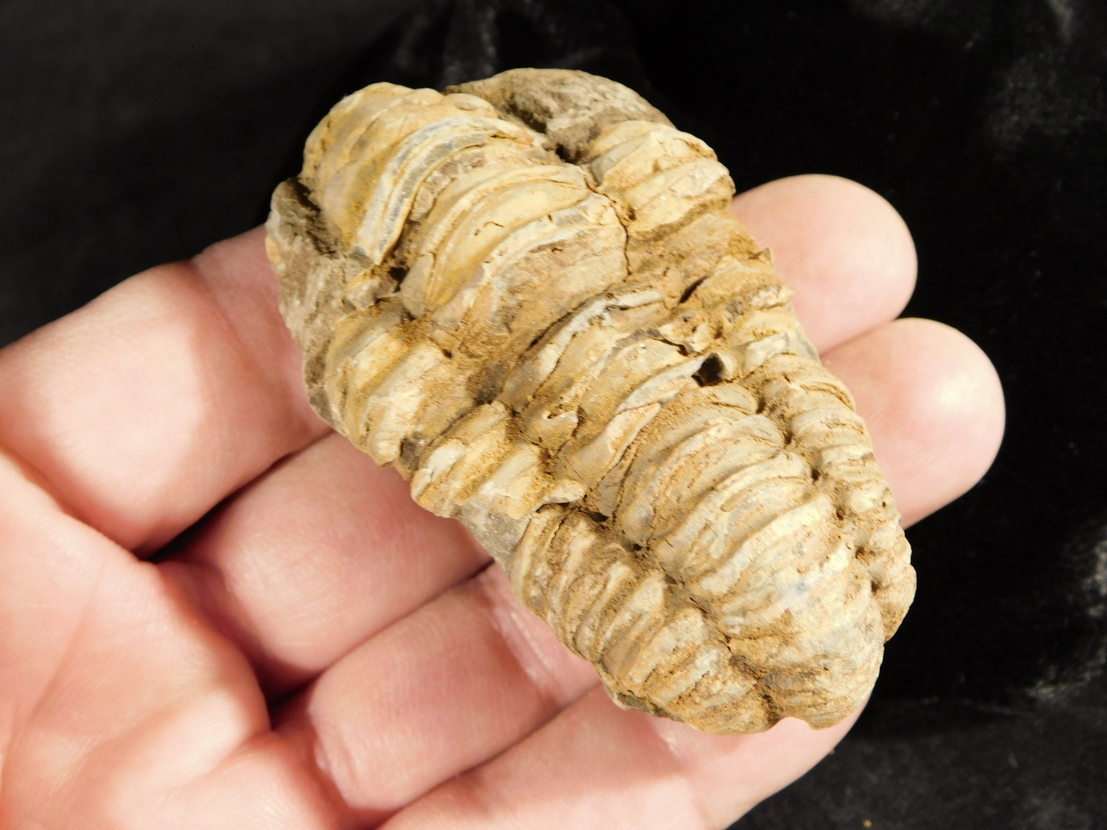 Big! 460 MILLION Year Old! Flexicalymene TRILOBITE Fossil Morocco 74.5gr