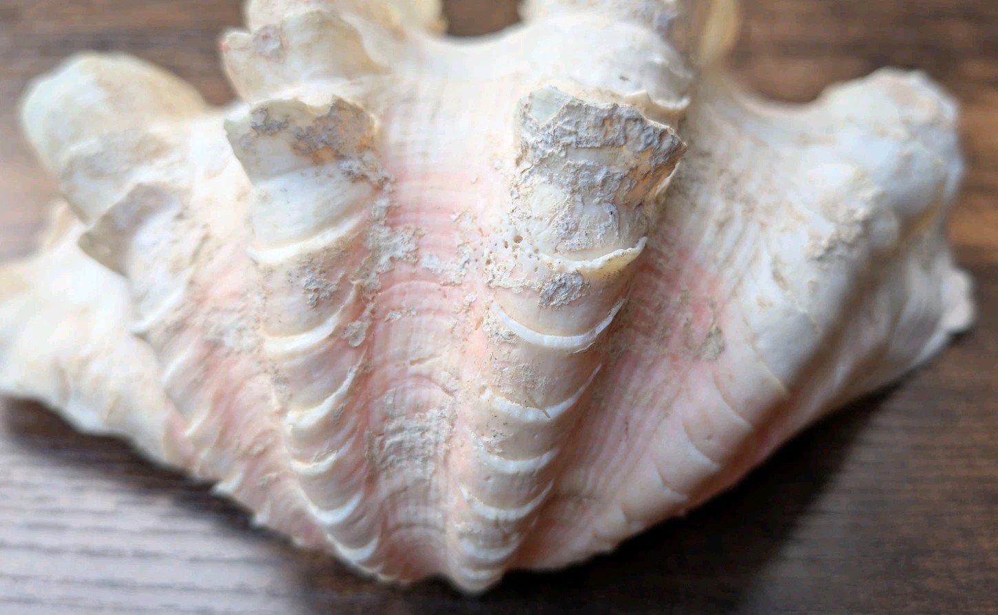 Large TRIDACNA SQUAMOSA Fluted Giant Clam Shell HALF 9x 6" Pink Tones. Beautiful