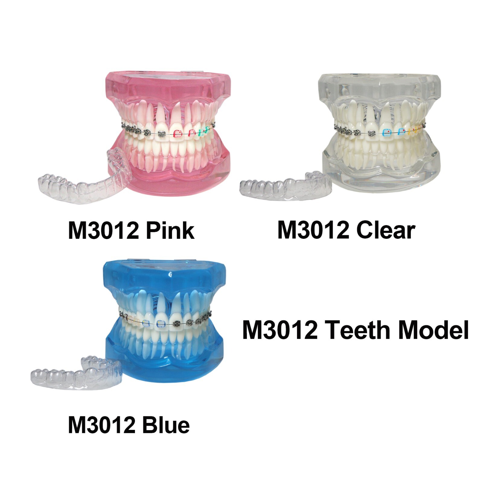 Dental Ortho Teeth Model With Metal Ceramic Brackets Lingual Braces Tube Teach