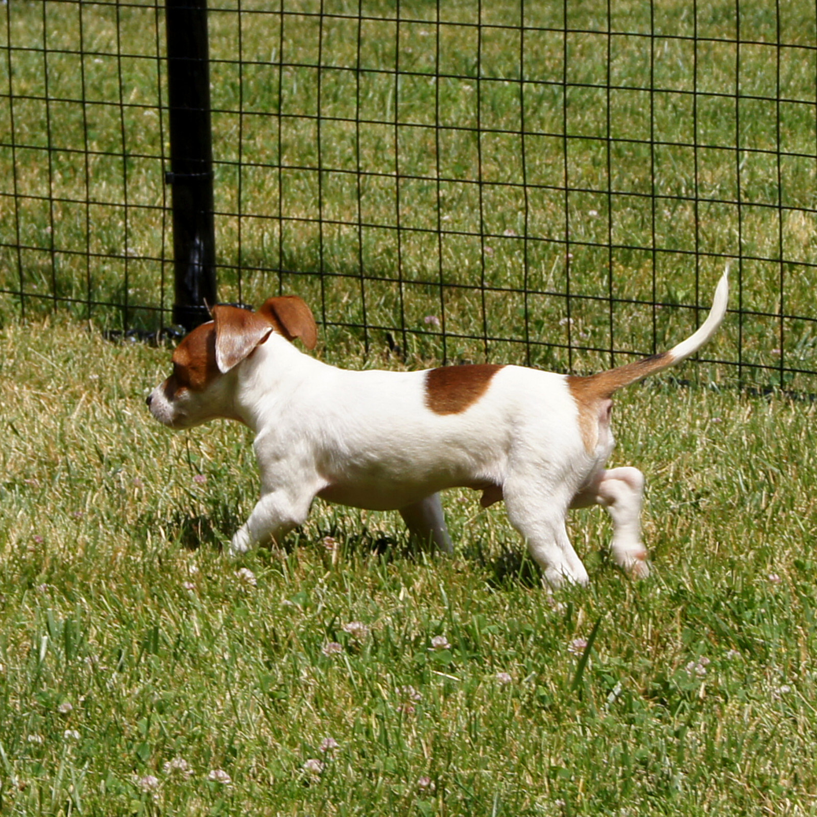 EasyPetFence No Dig Dog Fence Kit - Multiple Mesh Types - 6' x 100'