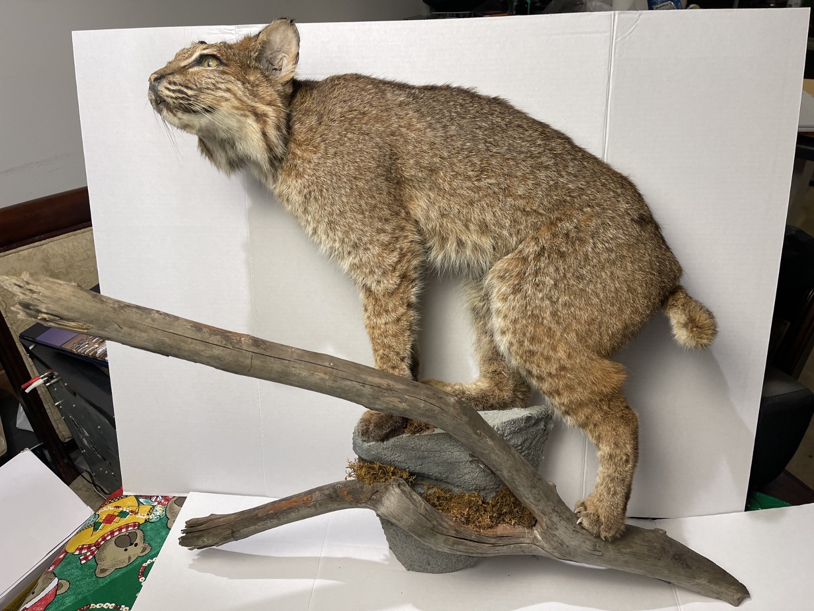 Bobcat Taxidermy Wall Mount Wildlife Hunting wild cat