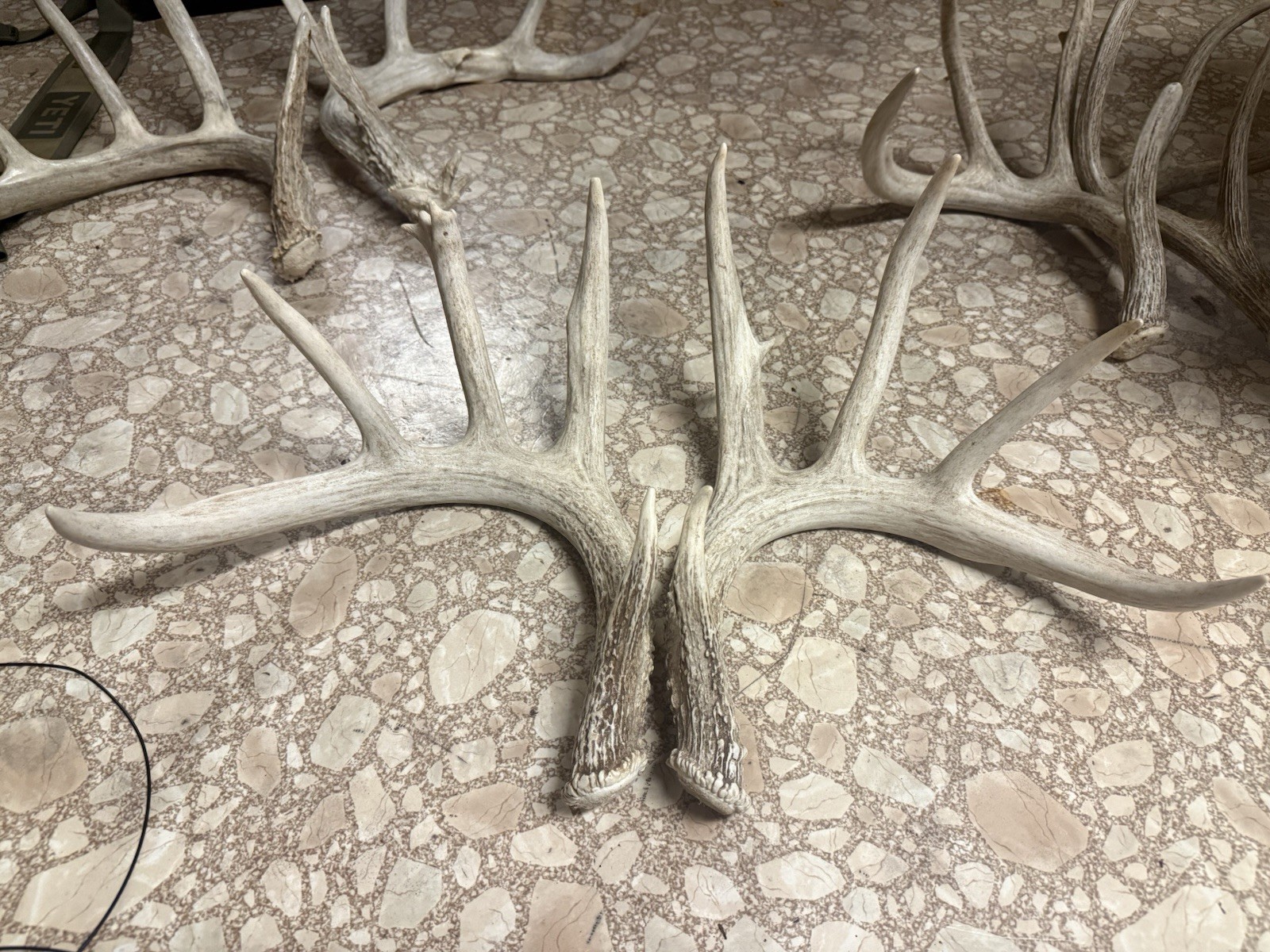 3 Whitetail Antler Shed Sets
