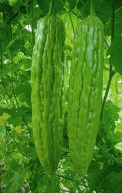 10+Green Skin Long Bitter Gourd seeds Bitter melon Seeds Ku Gua Asian Vegetable