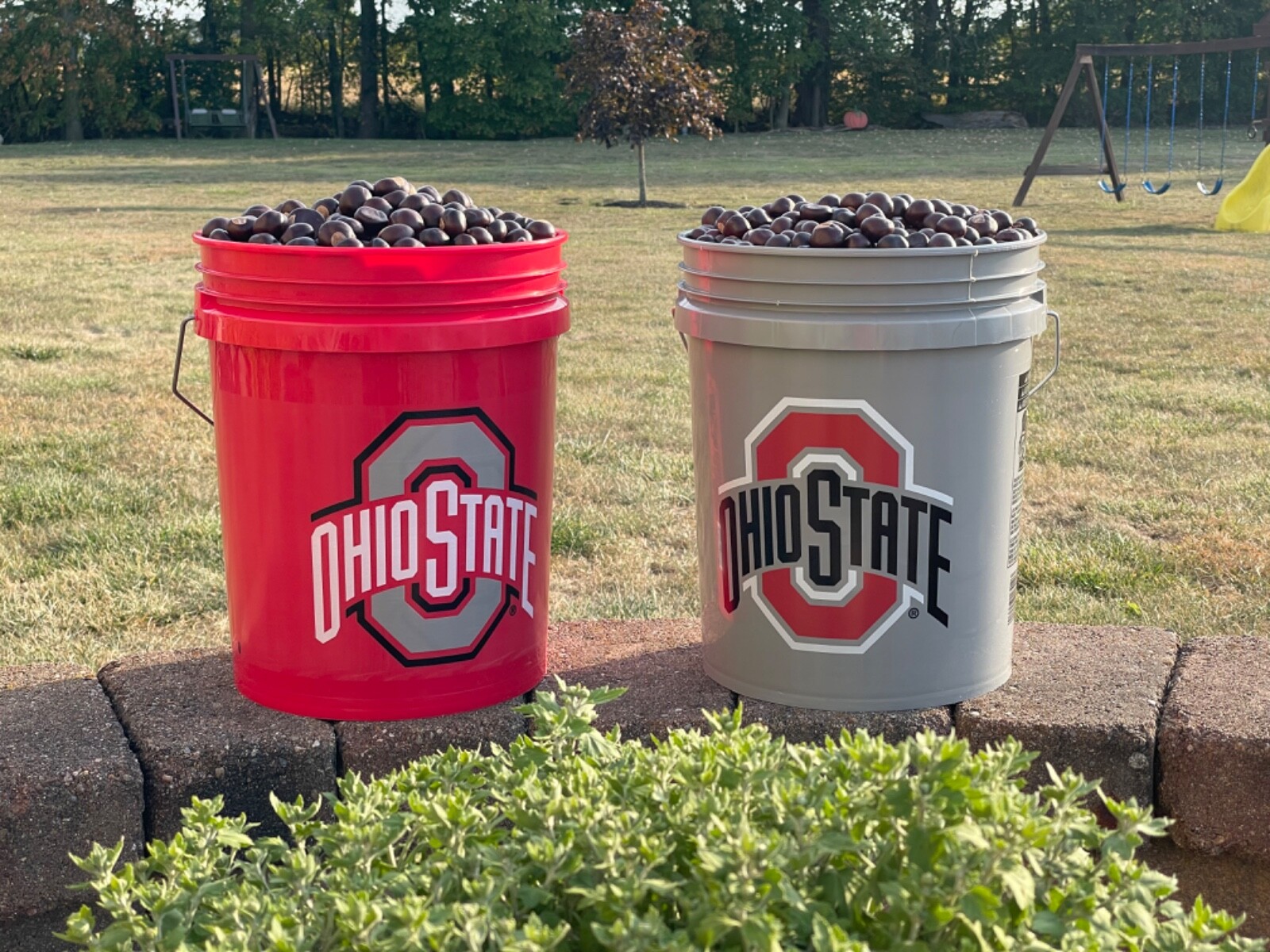 Buckeye Nuts 2024 All Sizes Nickel to Quarter from Central Ohio Dried