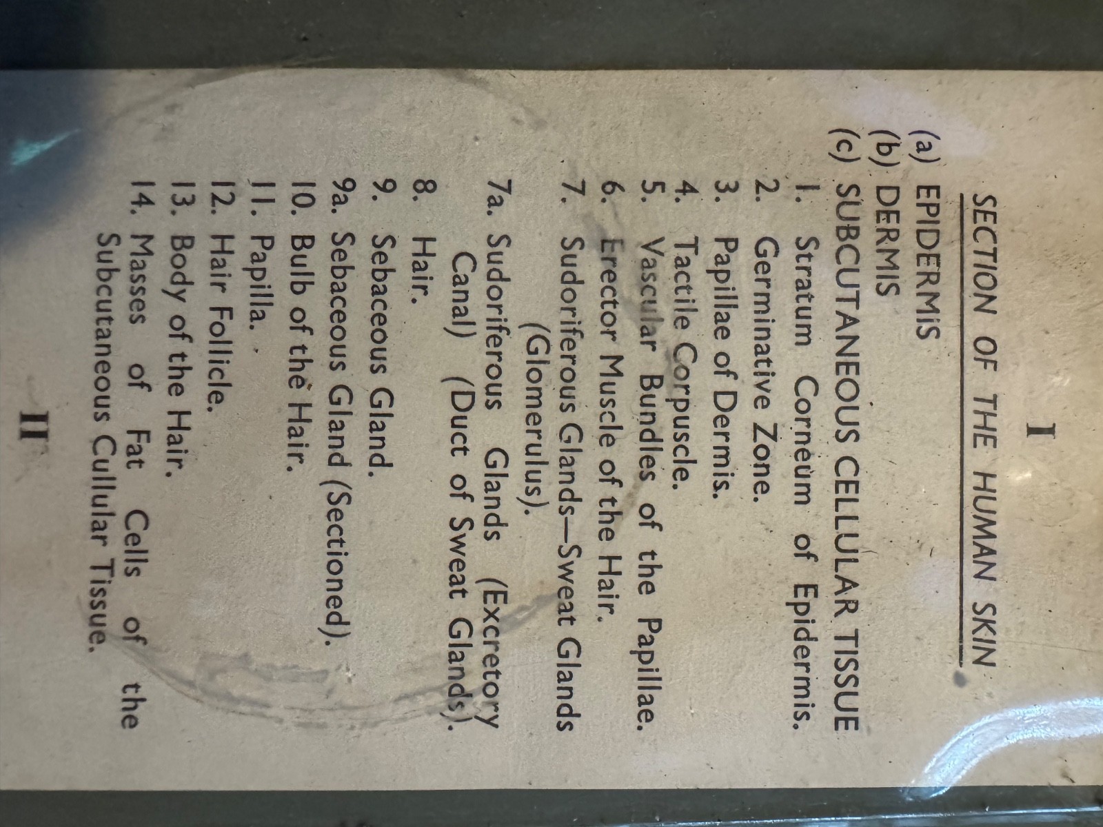 Vintage anatomical model of SKIN Hair follicle & sweat glands