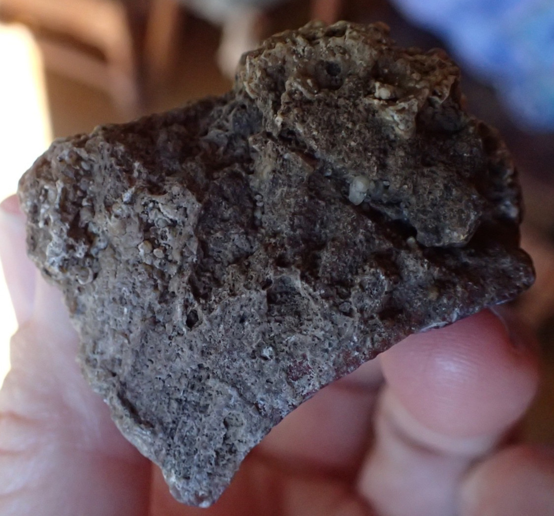 Botryoidal Fossil Coral Geode Fragment GA Agate Amber Display Sea Specimen WC41