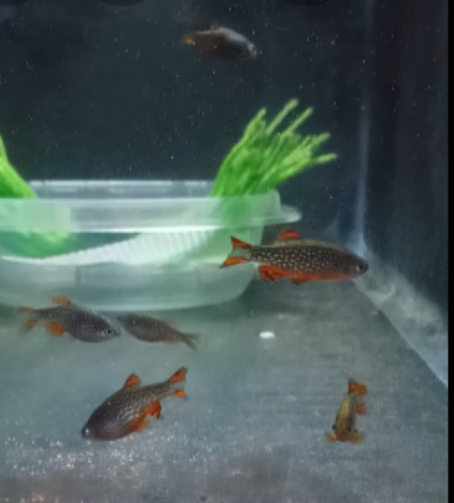 (6) Celestial Pearl Danio-Galaxy Rasbora-HIGH QUALITY- Pennsylvania bred