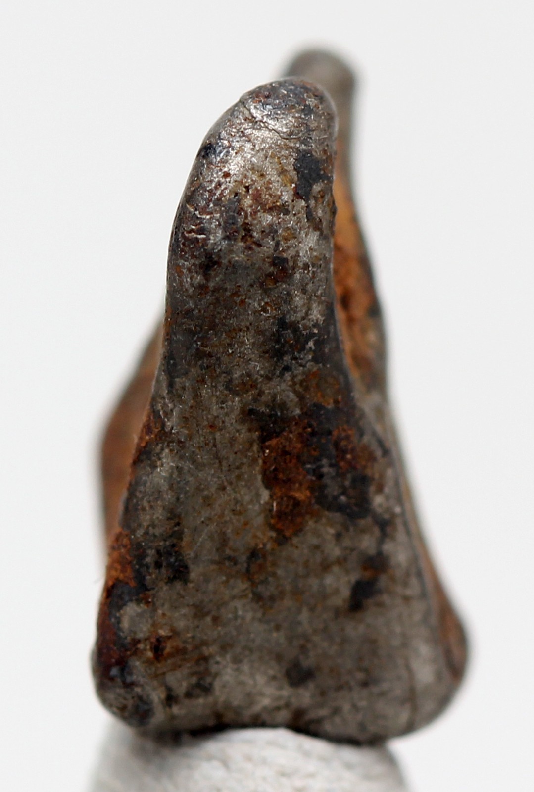 NWA 859 TAZA Iron Meteorite Specimen Space Rock Natural Patina NORTHWEST AFRICA