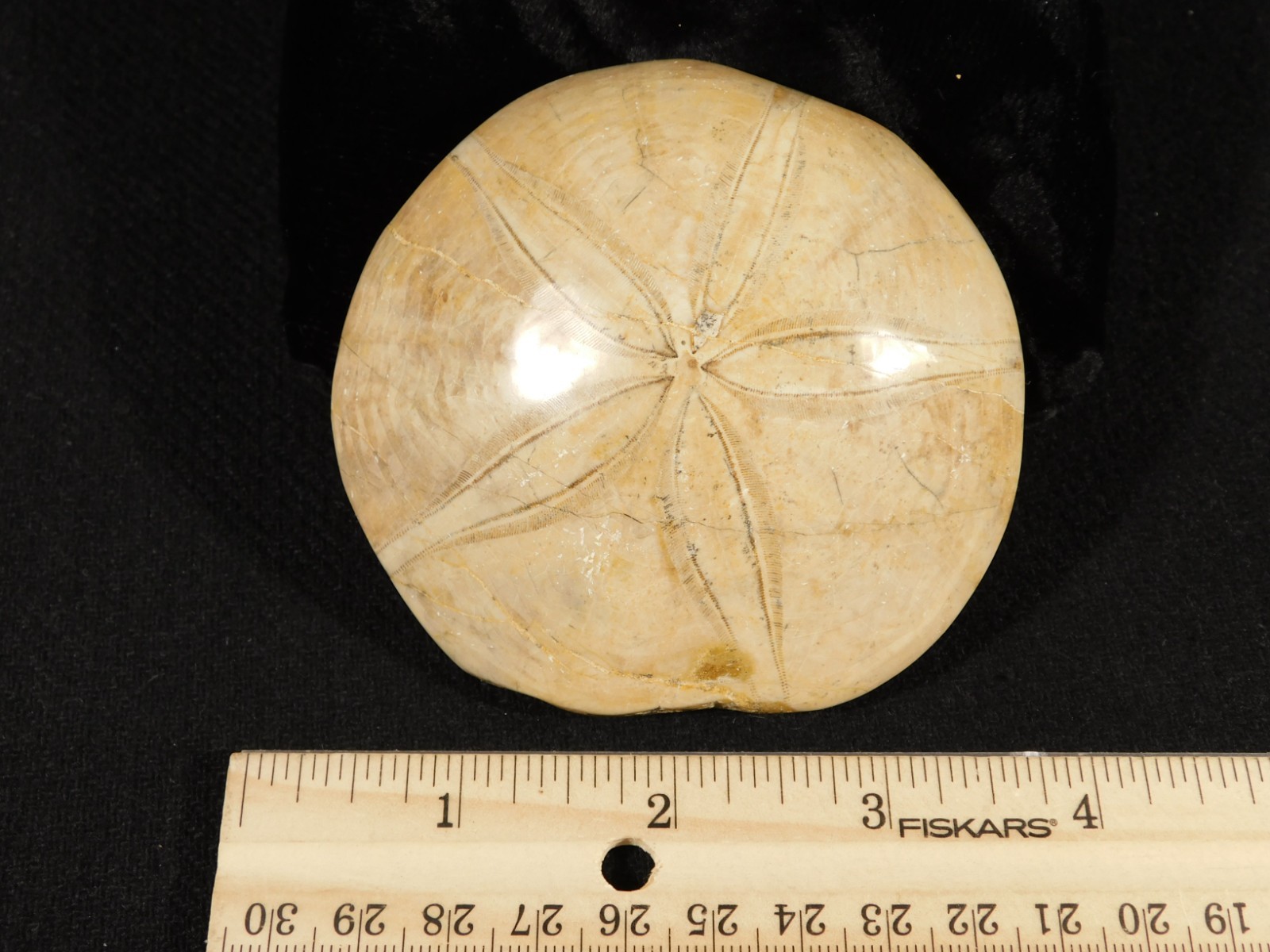 Big! Polished 150 Million Year Old! SAND DOLLAR Fossil Madagascar 219gr