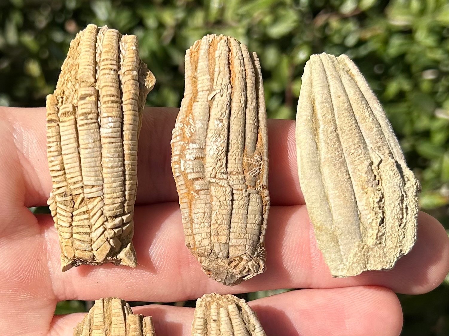 Alabama Fossil Crinoids LOT OF 5 Phanocrinus Bangor Limestone Mississippian Age
