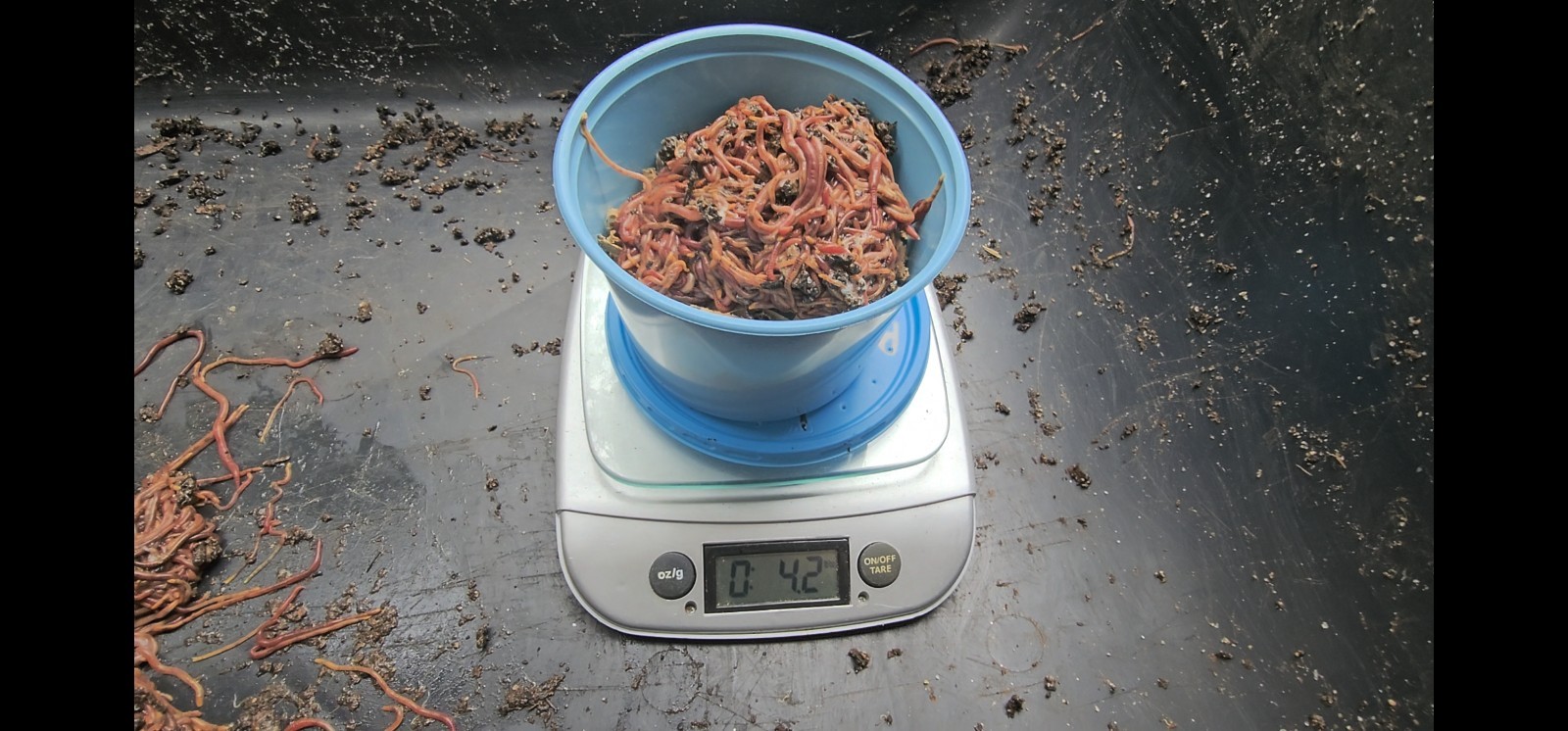 🪱Red Wiggler Worms 1/2 lbs. (approximately 500) Guaranteed Live Delivery🪱